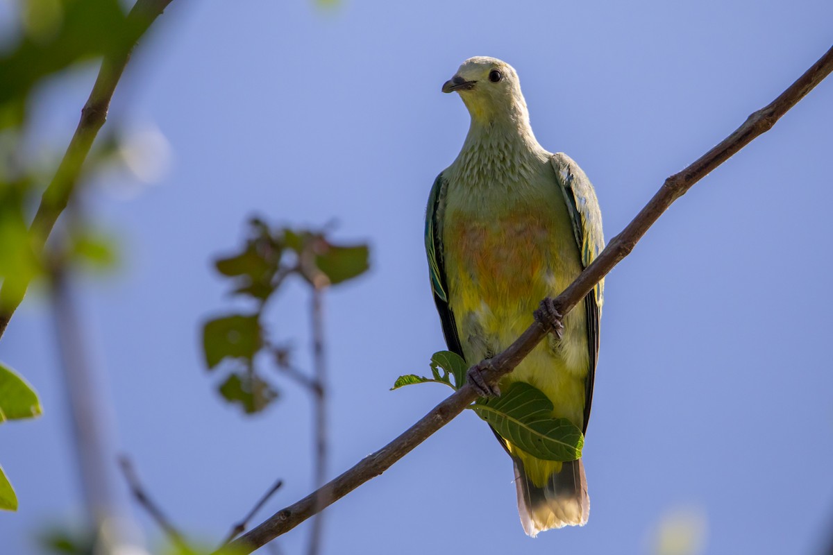 White-capped Fruit-Dove - ML108474551