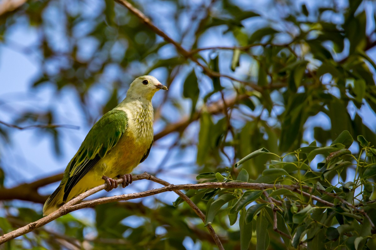 White-capped Fruit-Dove - ML108474571