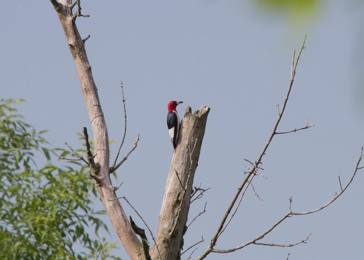 Red-headed Woodpecker - ML108475031