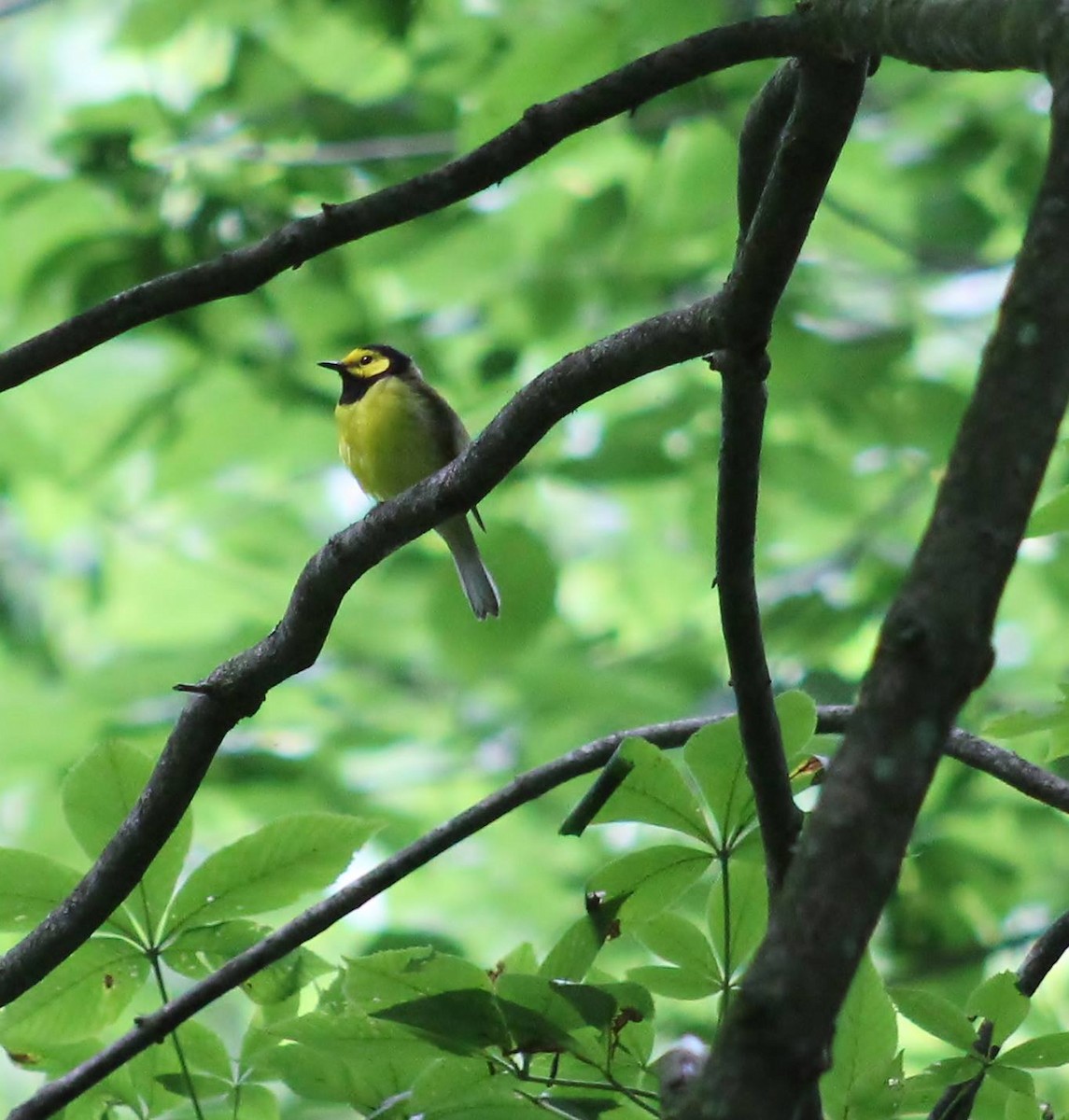 Hooded Warbler - ML108477121