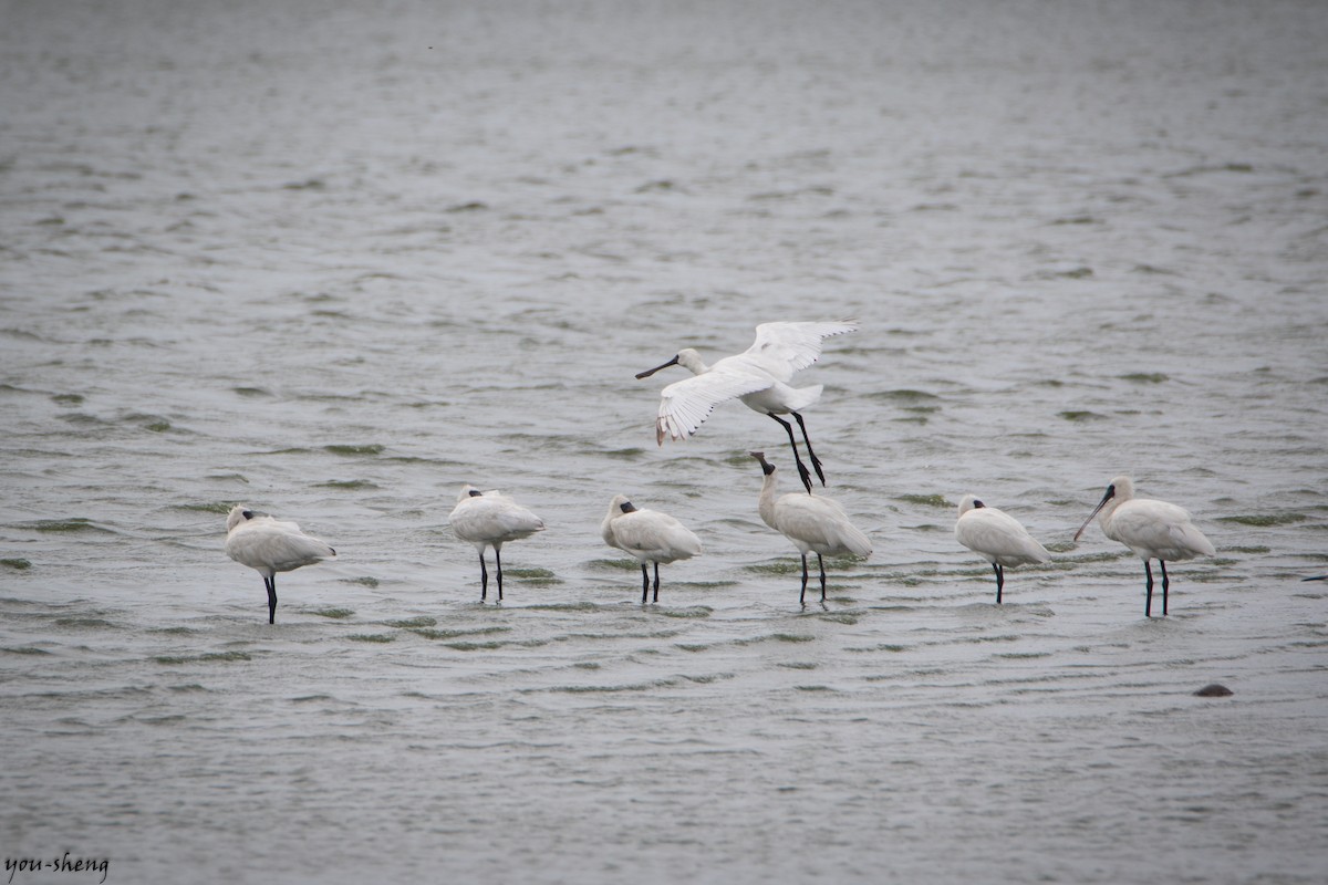 Black-faced Spoonbill - ML108477701