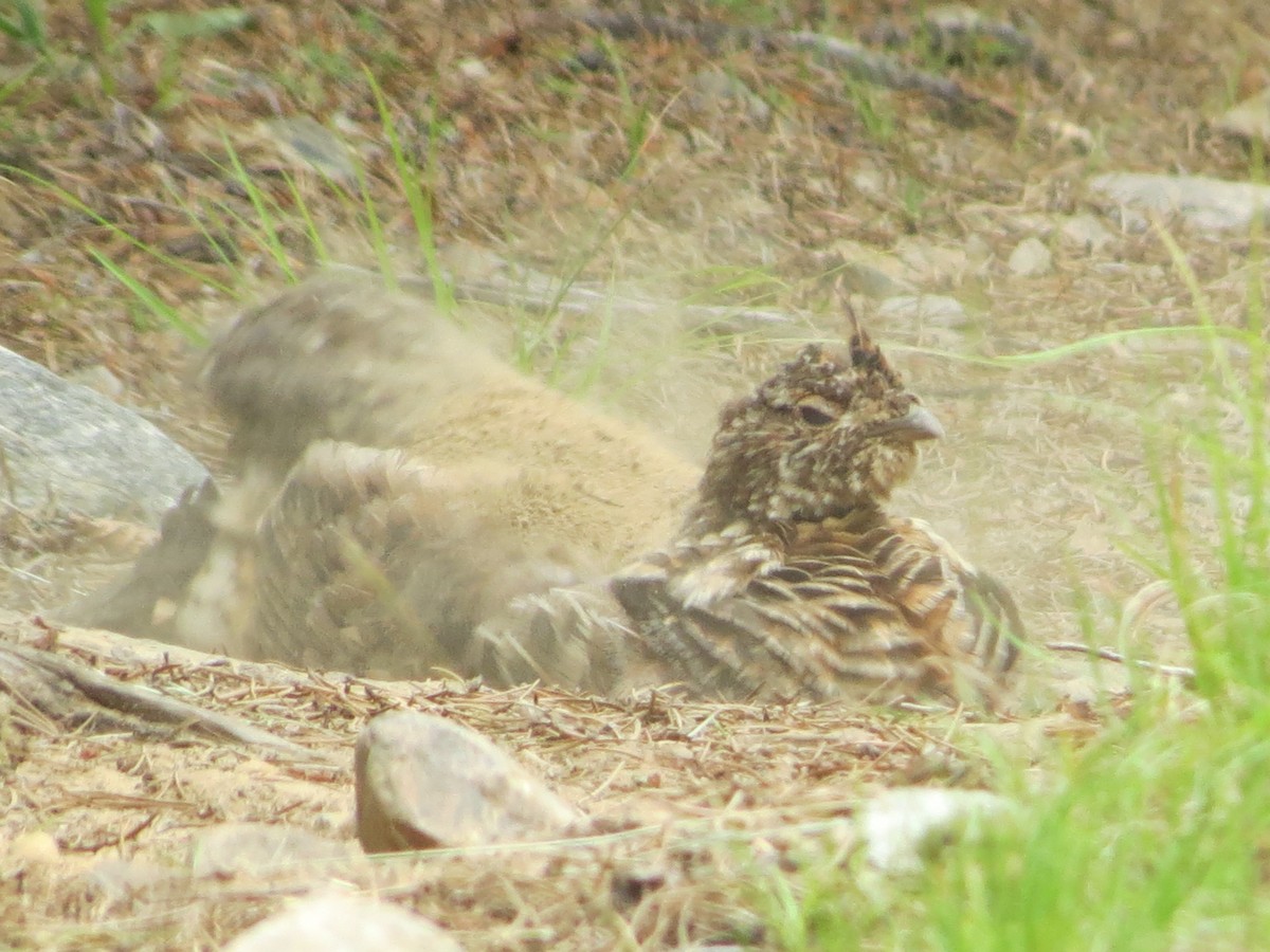 Ruffed Grouse - ML108479661