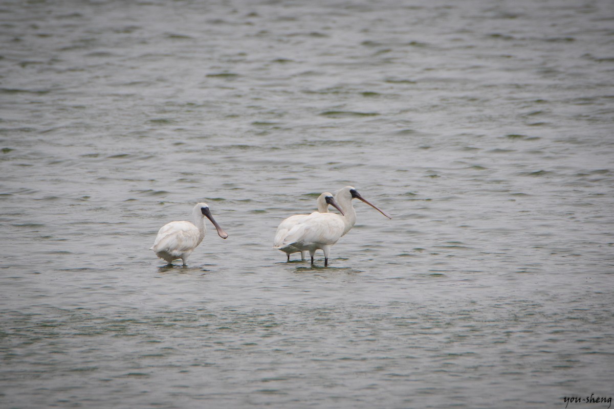 Black-faced Spoonbill - ML108479711