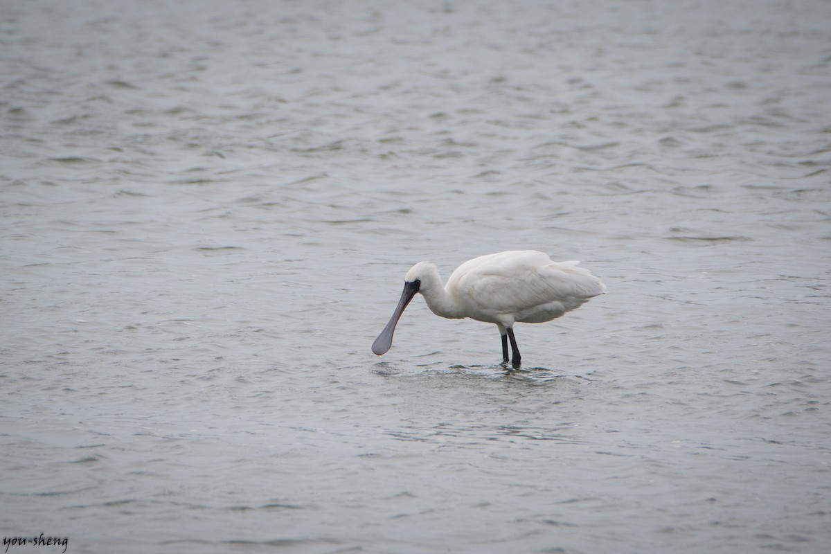 Black-faced Spoonbill - ML108479721