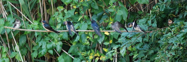 Barn Swallow - ML108482311