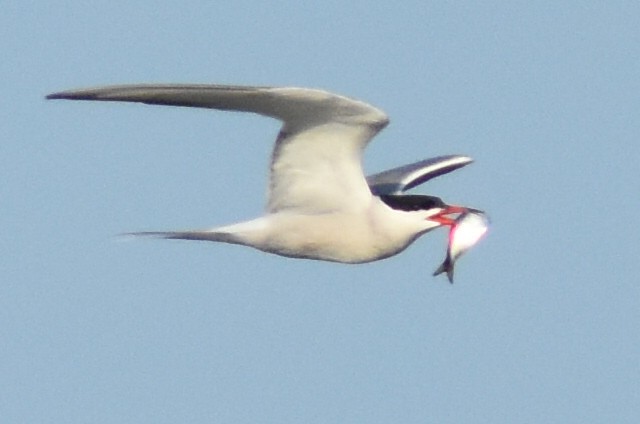 Common Tern - ML108482881