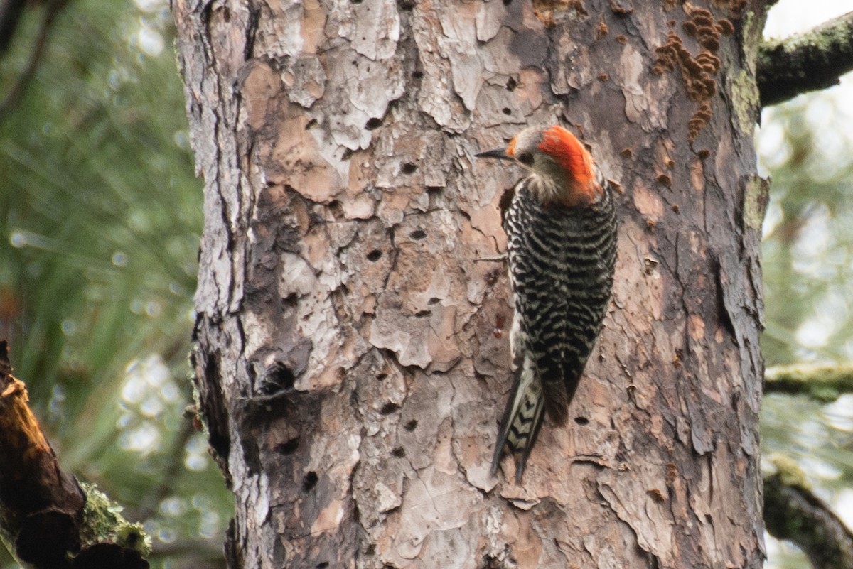 Red-bellied Woodpecker - ML108485621