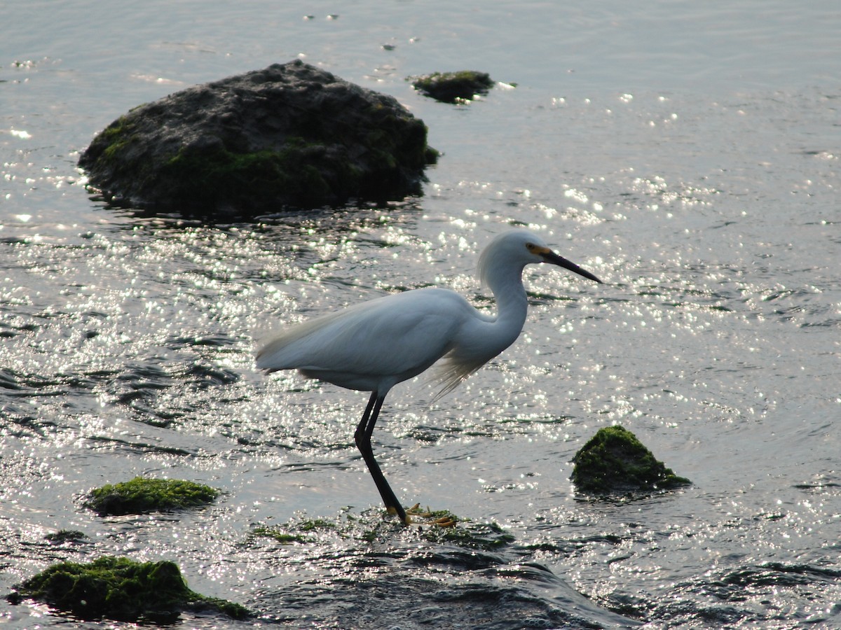 Snowy Egret - ML108486201