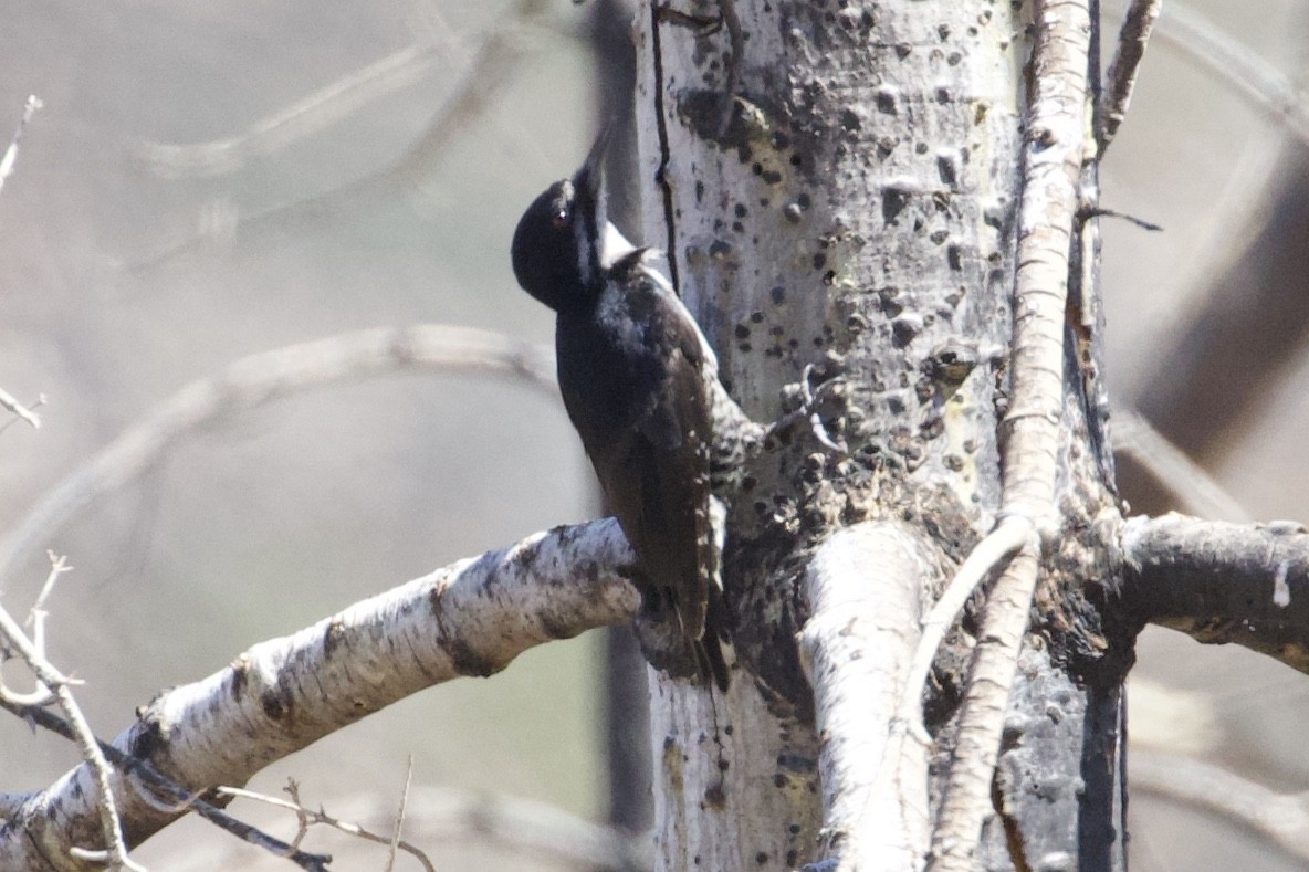 Black-backed Woodpecker - Mike Sanders