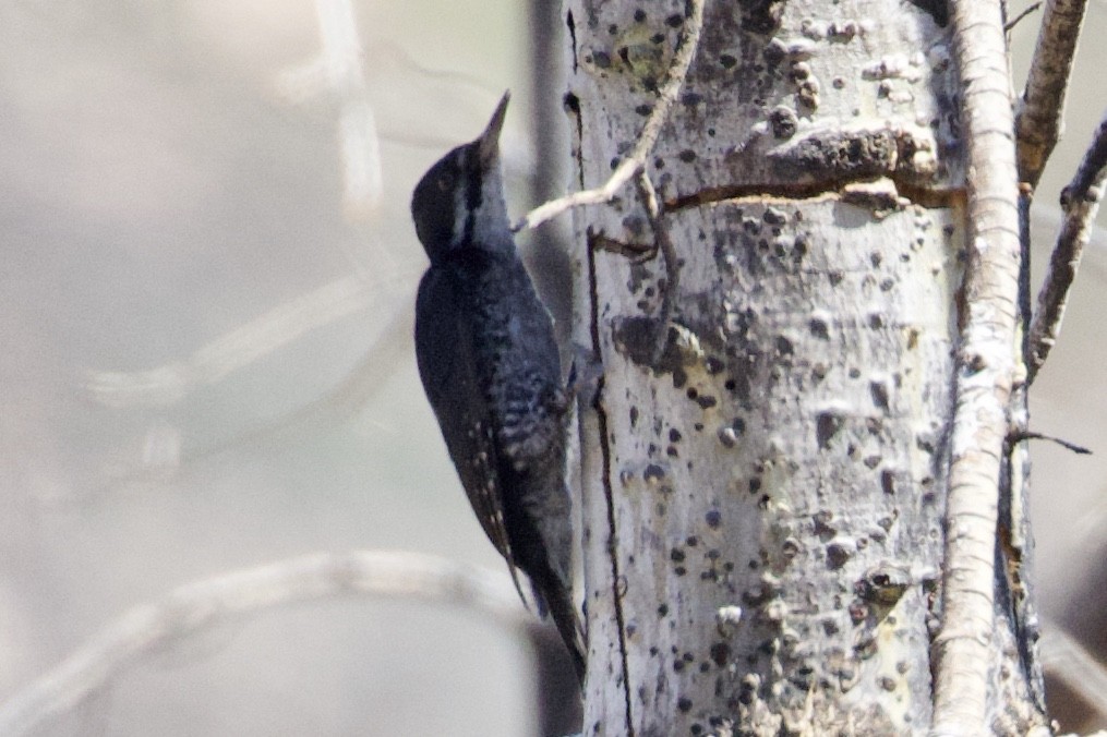 Black-backed Woodpecker - Mike Sanders