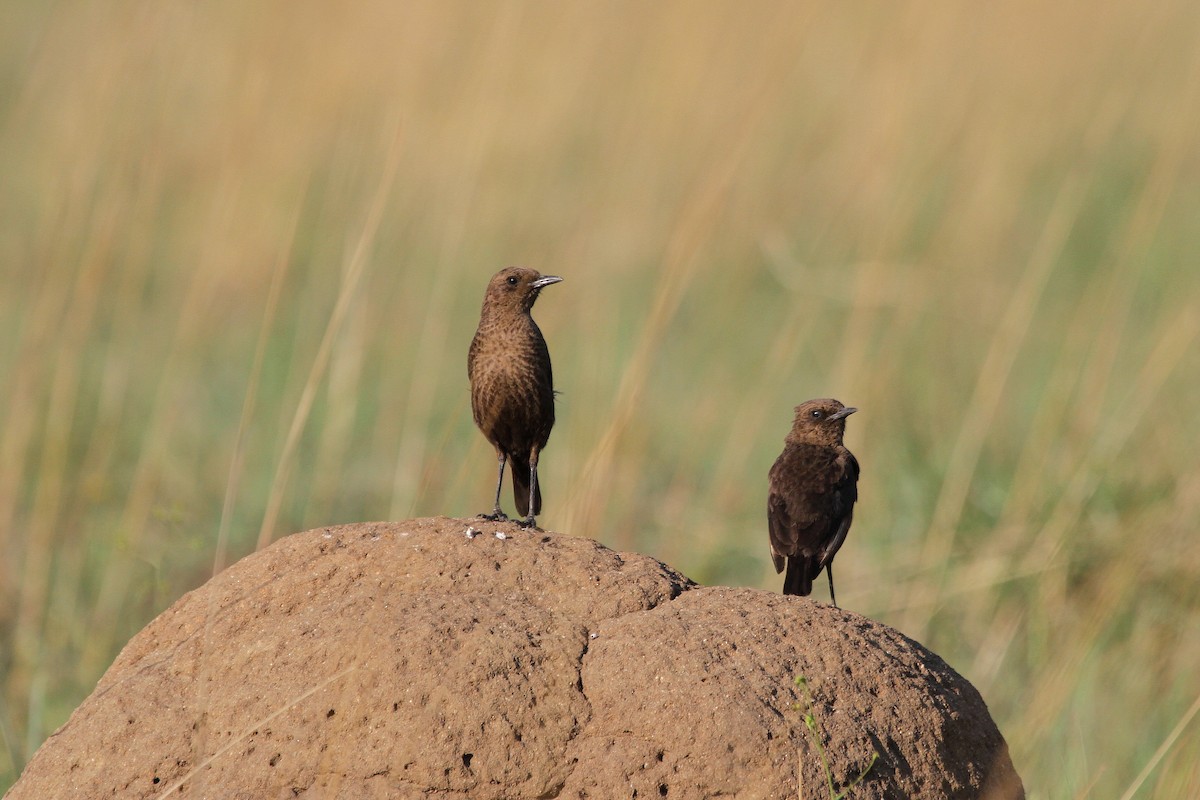 Southern Anteater-Chat - Stephen Gast