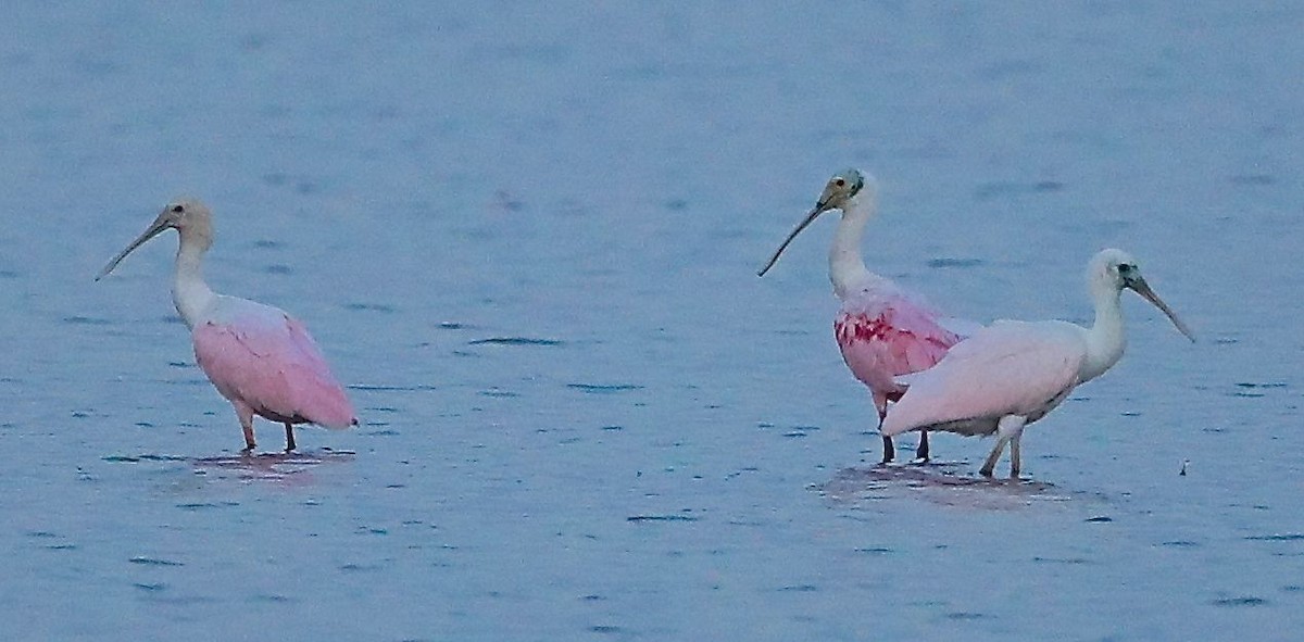 Roseate Spoonbill - ML108488451