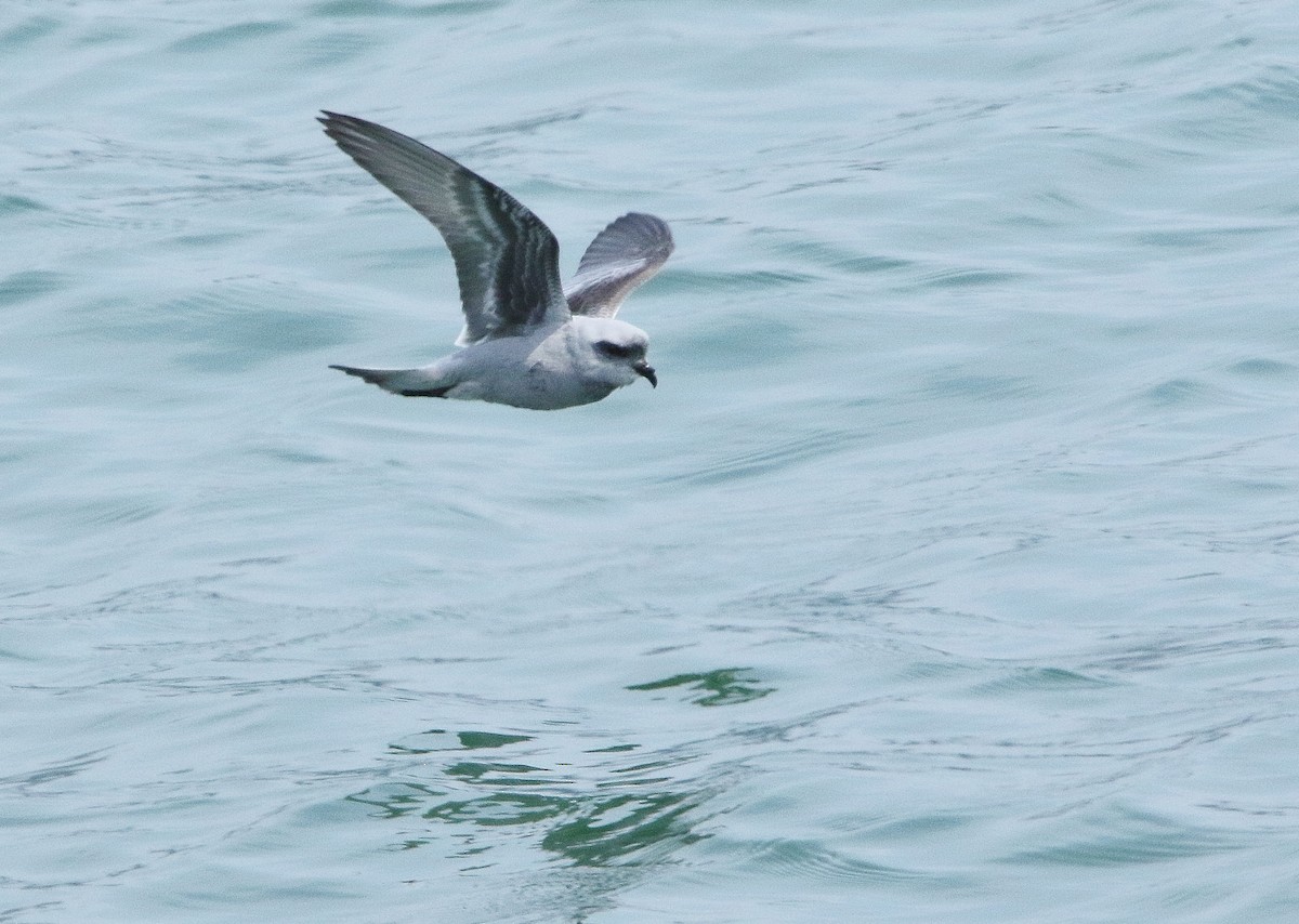 Fork-tailed Storm-Petrel - ML108488751