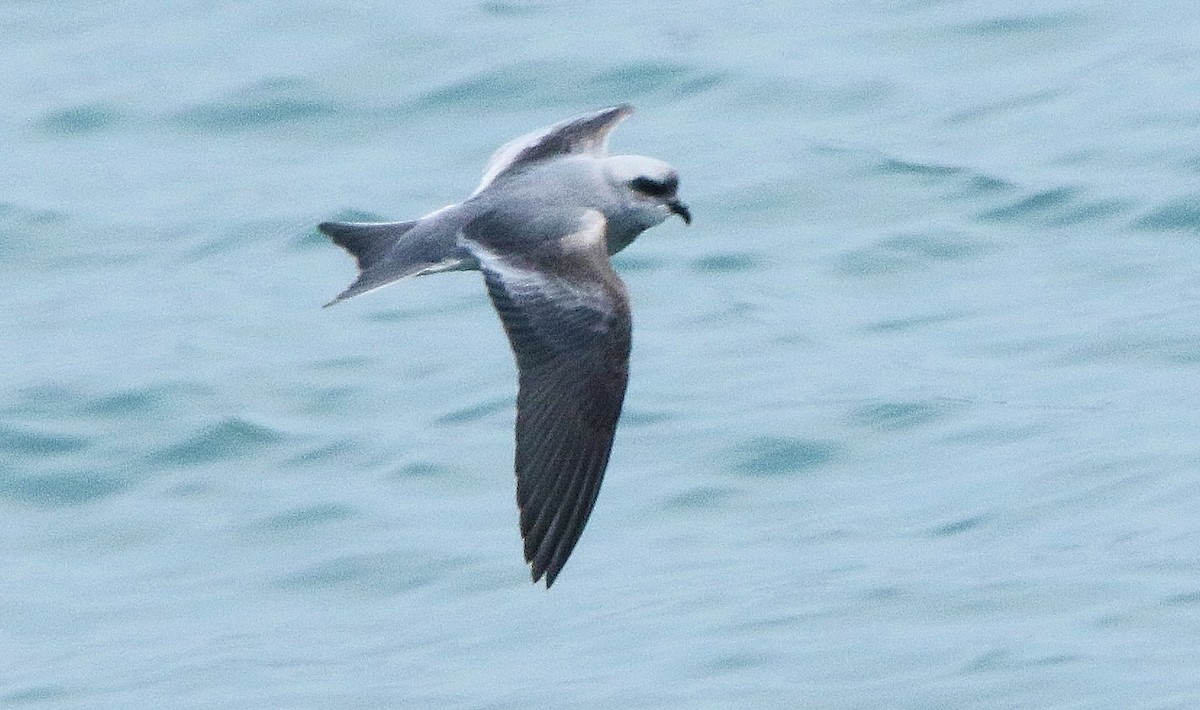Fork-tailed Storm-Petrel - ML108488771