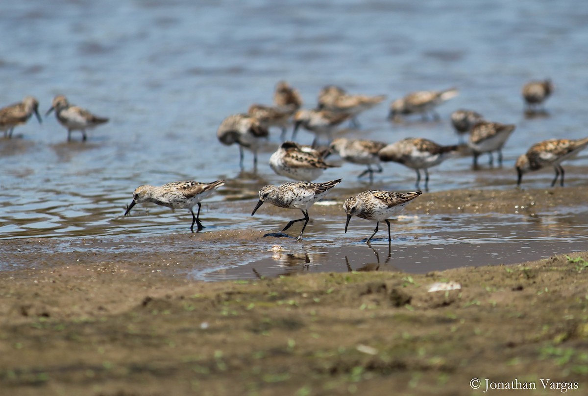 Western Sandpiper - Jonathan Vargas