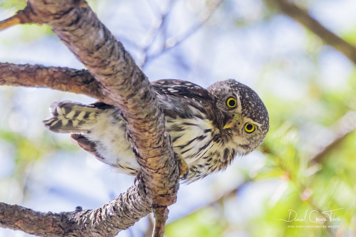 Northern Pygmy-Owl - Daniel  Garza Tobón
