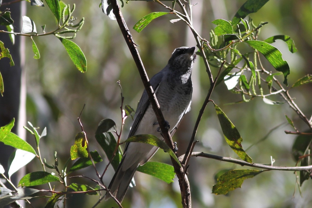 White-bellied Cuckooshrike - ML108492581