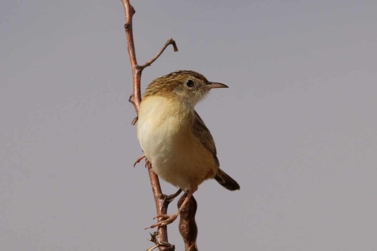 Desert Cisticola - ML108492901