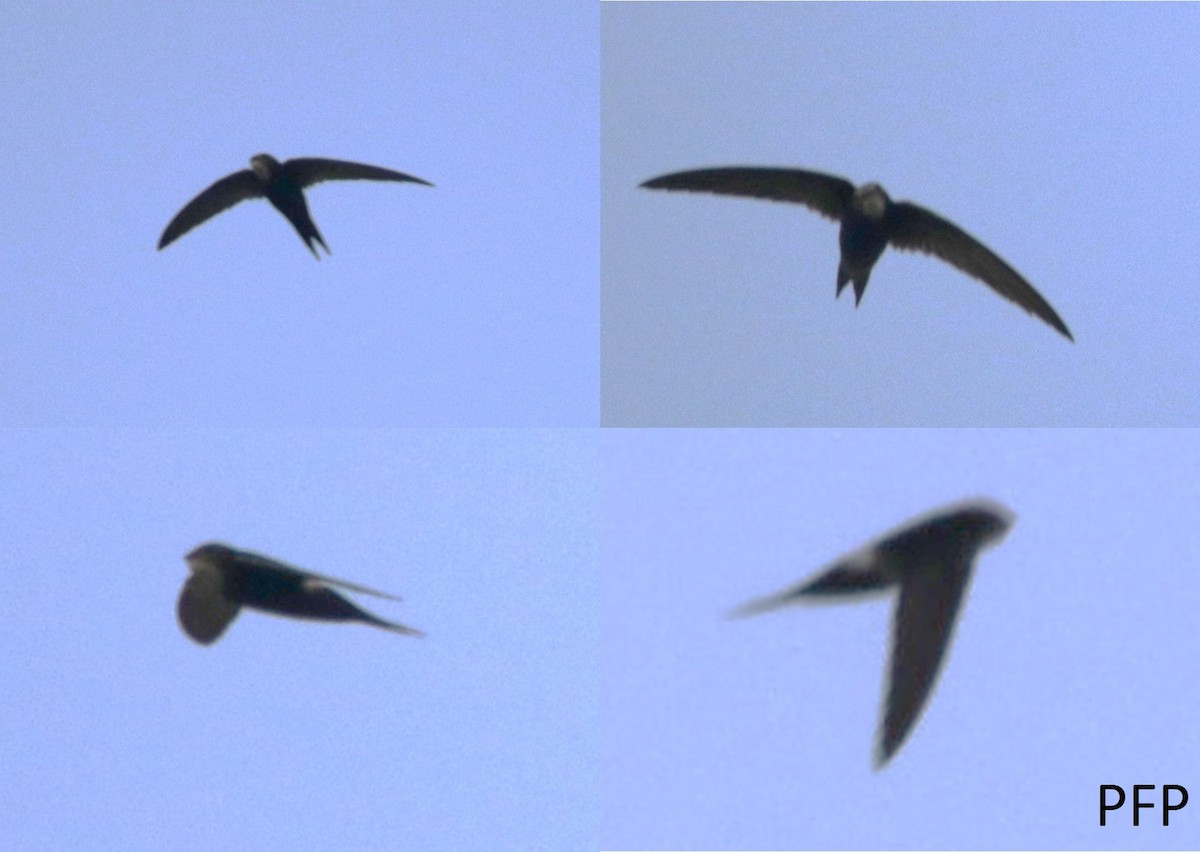 White-rumped Swift - ML108493141