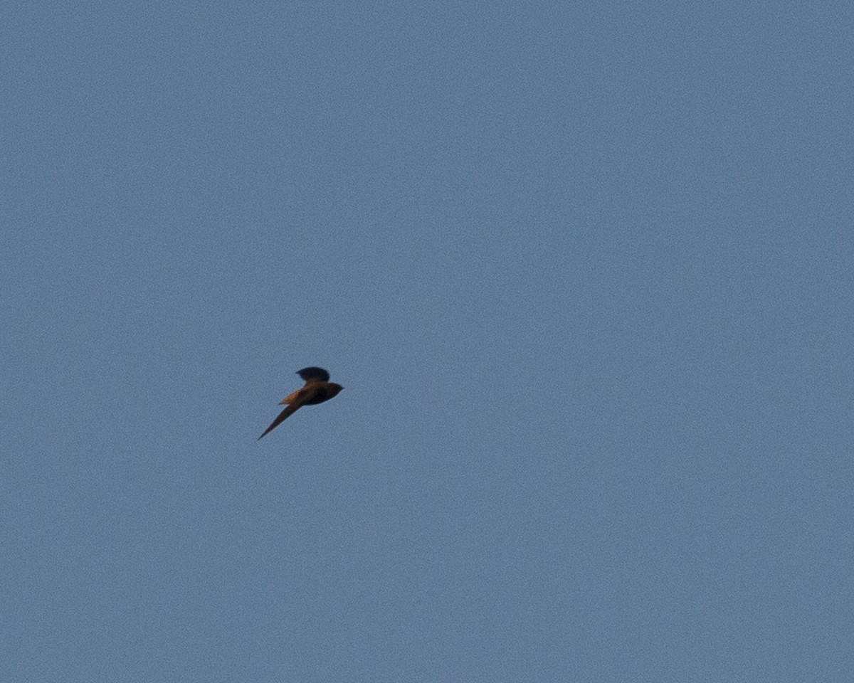 Short-tailed Swift - ML108493151