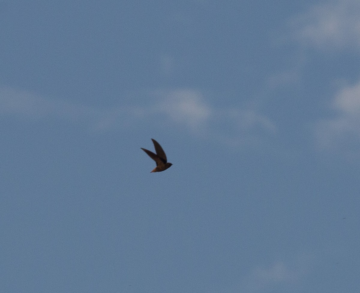 Short-tailed Swift - ML108493161