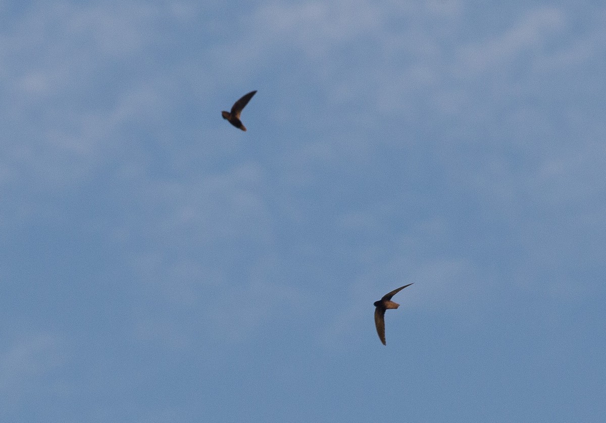 Short-tailed Swift - ML108493171