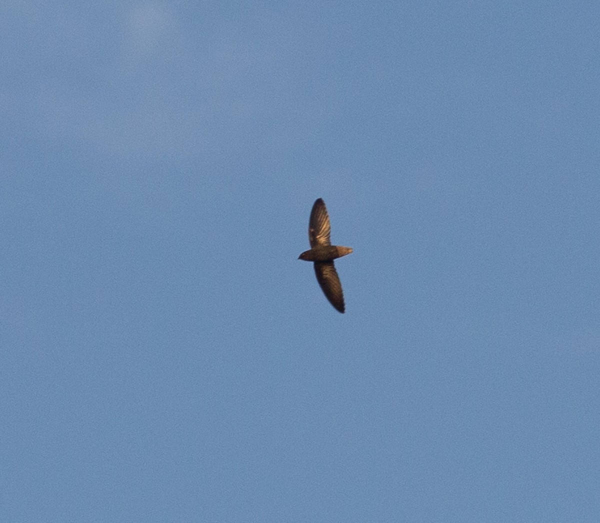 Short-tailed Swift - ML108493181