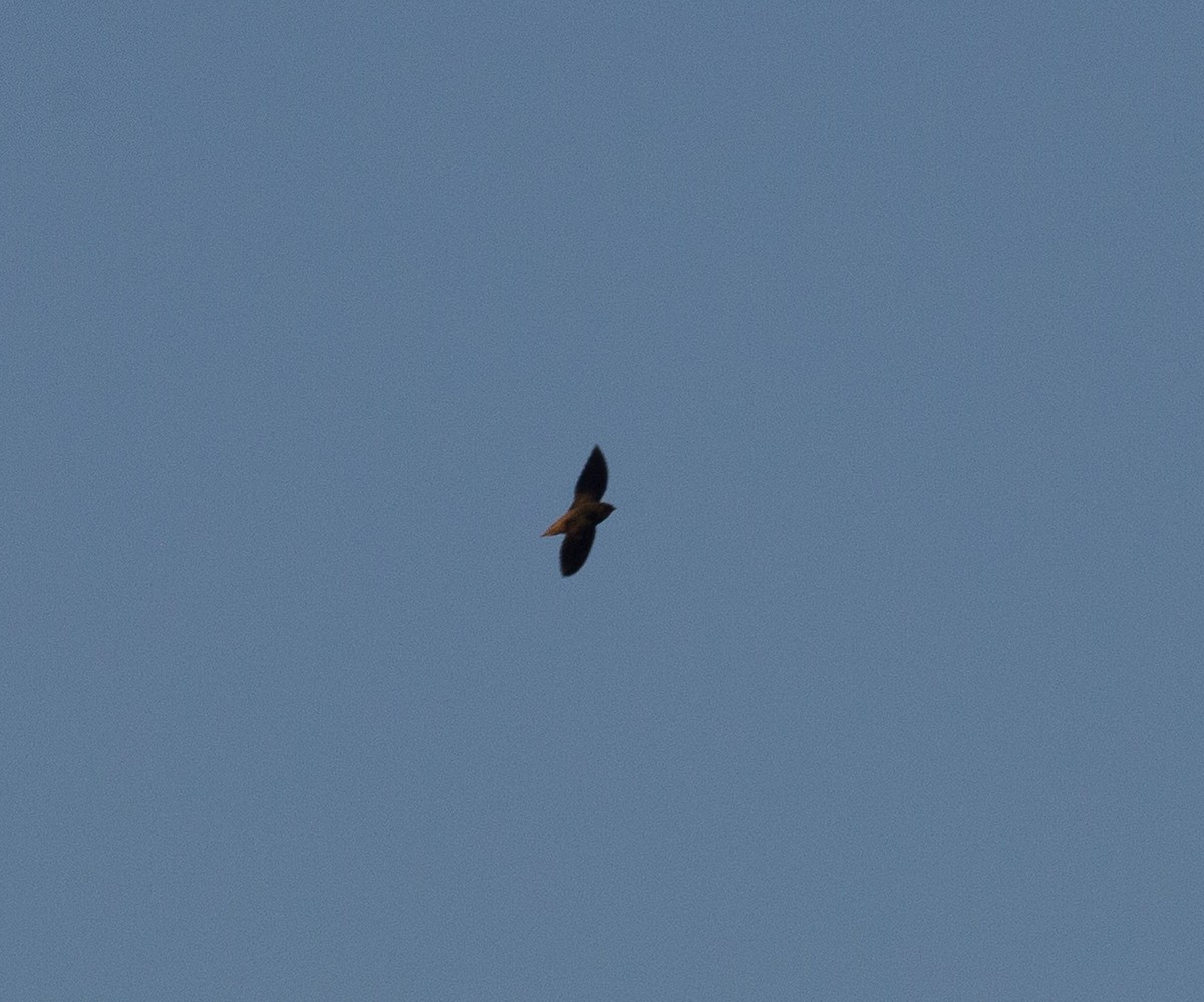 Short-tailed Swift - ML108493201