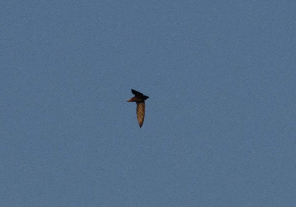 Short-tailed Swift - ML108493211