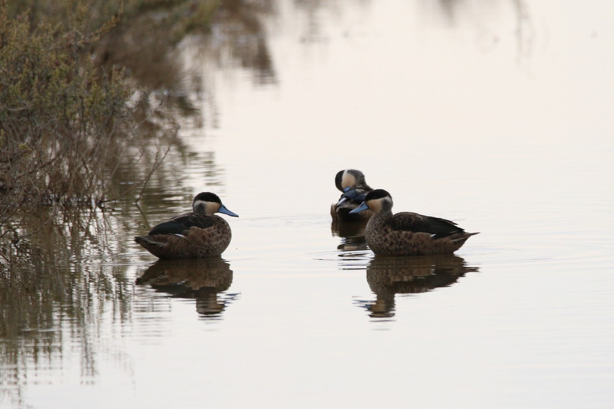 Blue-billed Teal - ML108493831