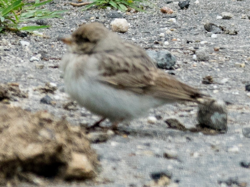 Greater Short-toed/Hume's Lark - ML108494351