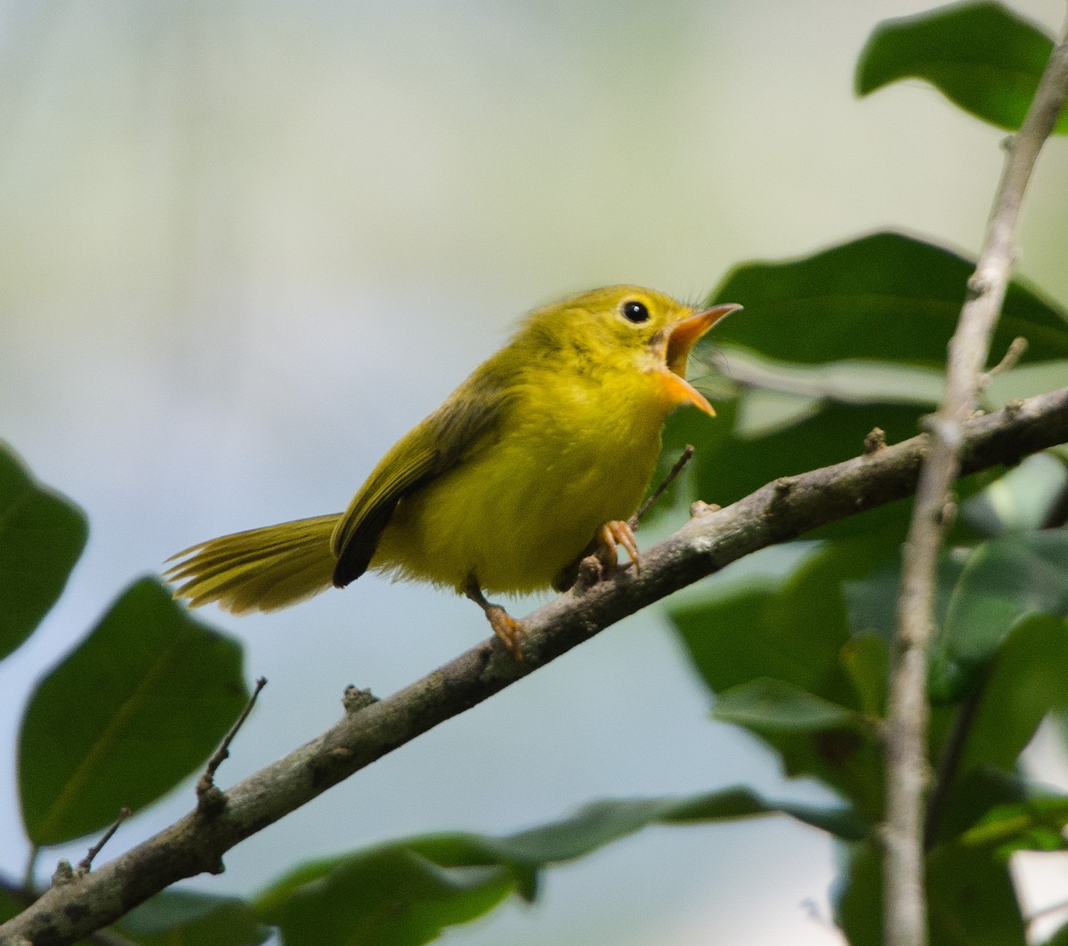 Yellow Flycatcher - Simon Carter