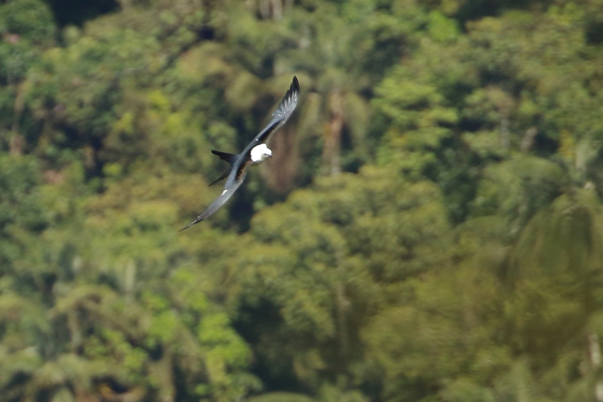 Swallow-tailed Kite - David Bird