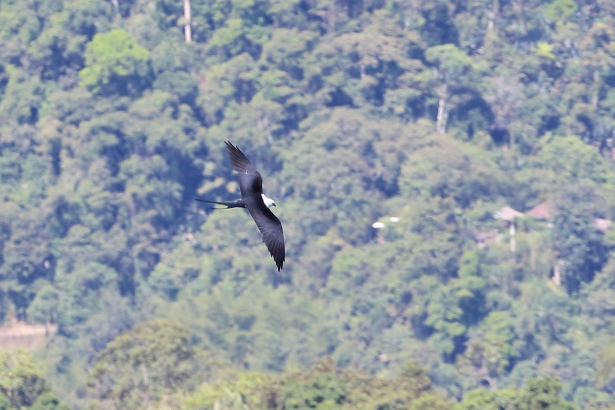 Swallow-tailed Kite - David Bird