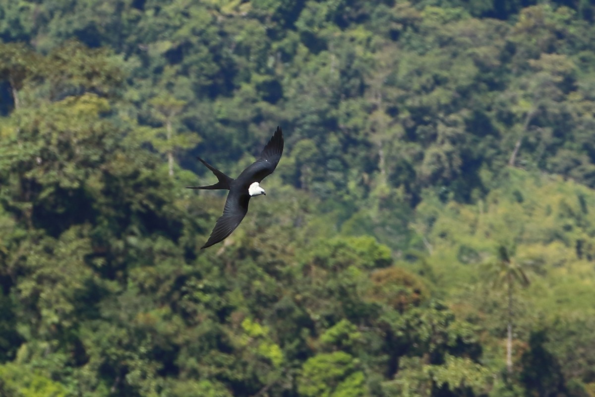 Swallow-tailed Kite - David Bird