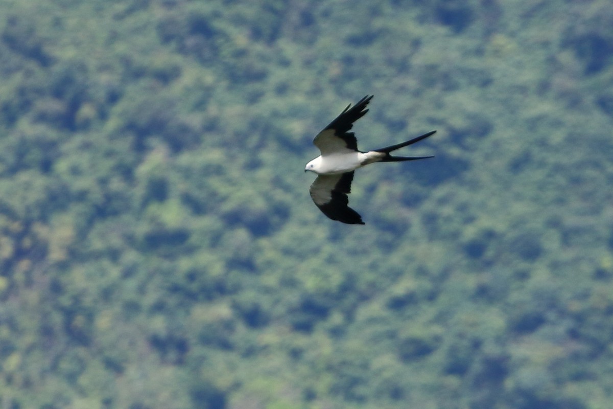 Swallow-tailed Kite - David Bird