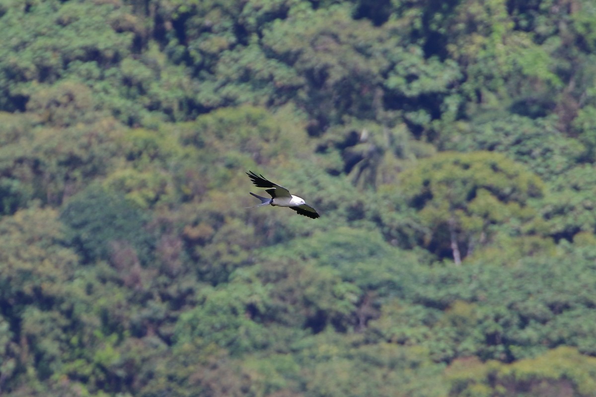 Swallow-tailed Kite - David Bird