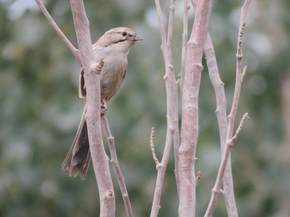 Tarim Babbler - ML108498961