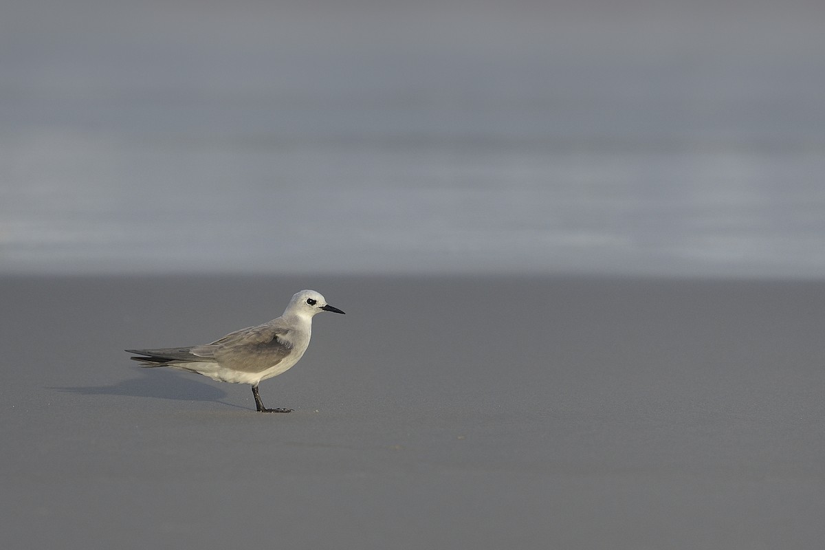 Gray Noddy - Paul Maury