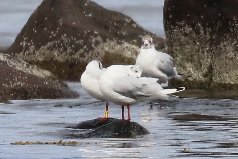 Black-headed Gull - ML108499261