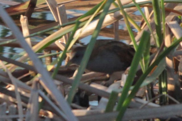 Little Crake - ML108500081