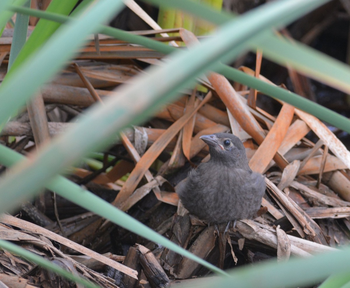 Brown-headed Cowbird - ML108500261