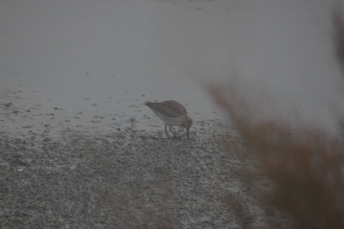 Long-billed Dowitcher - ML108500341