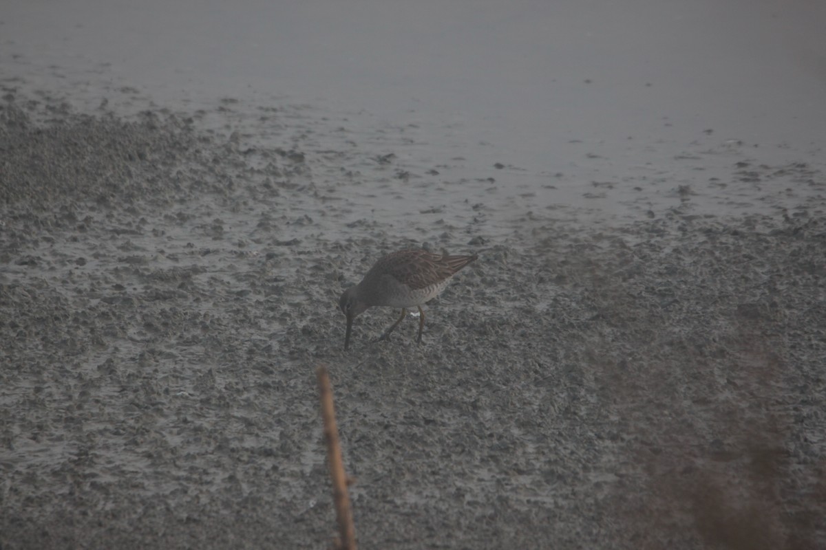 Long-billed Dowitcher - ML108500361