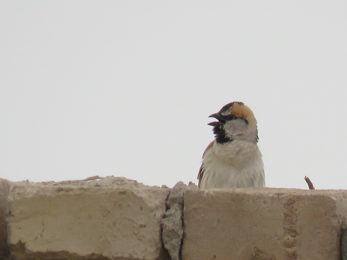 Moineau des saxaouls - ML108500721