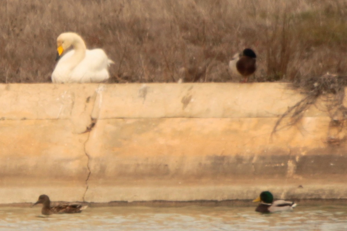 Cygne chanteur - ML108501851