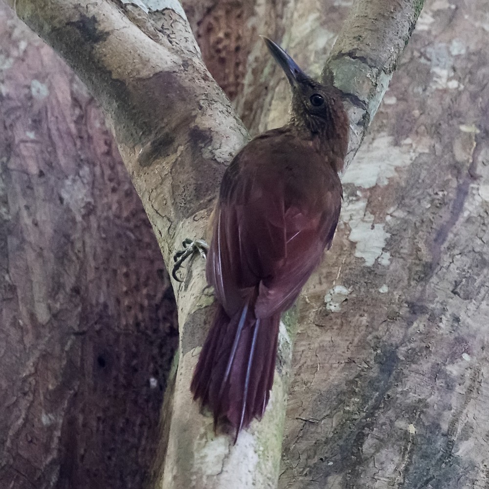 Hoffmanns's Woodcreeper - ML108502571