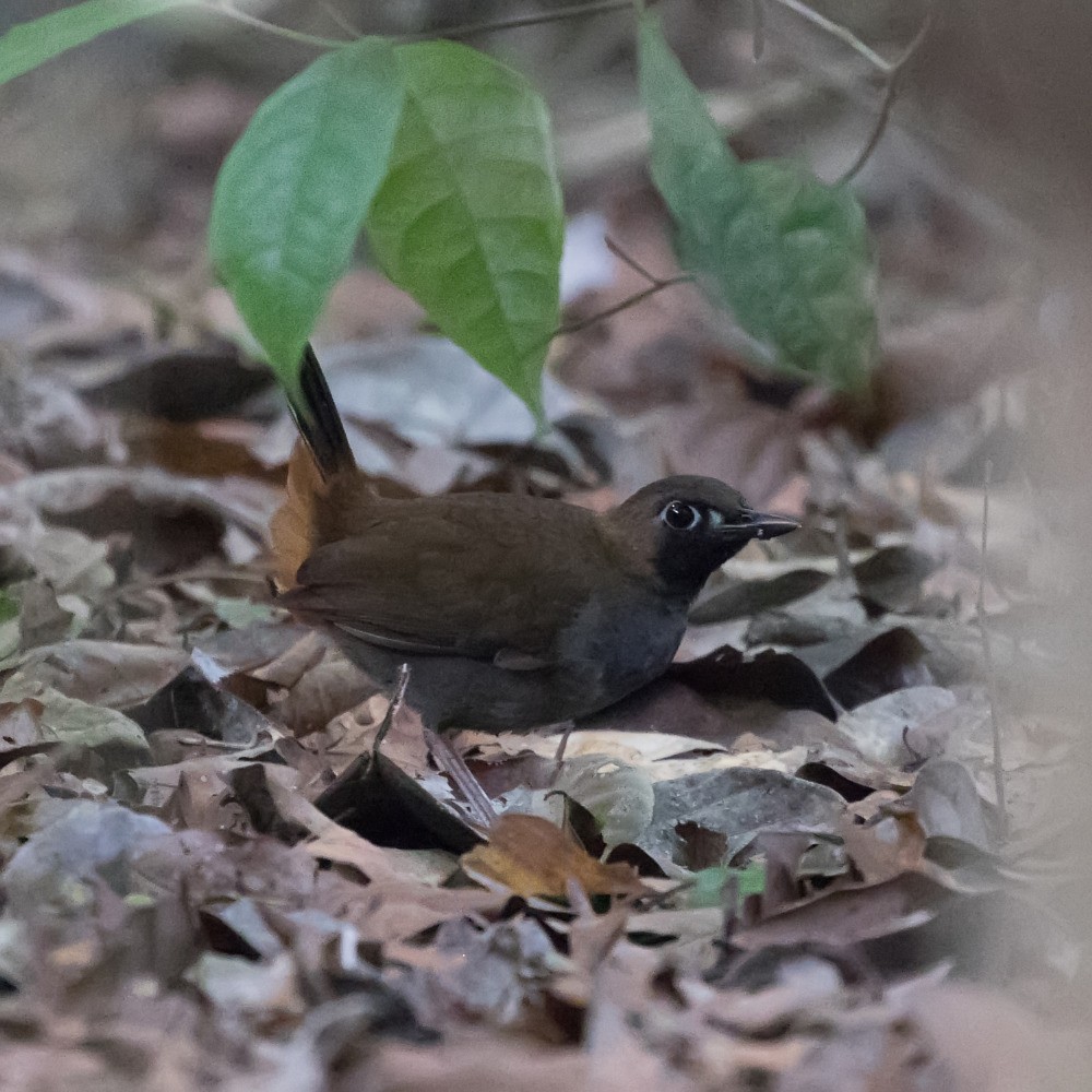 Black-faced Antthrush - ML108502801