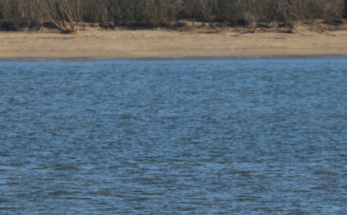 Red-throated Loon - João Tiago Tavares