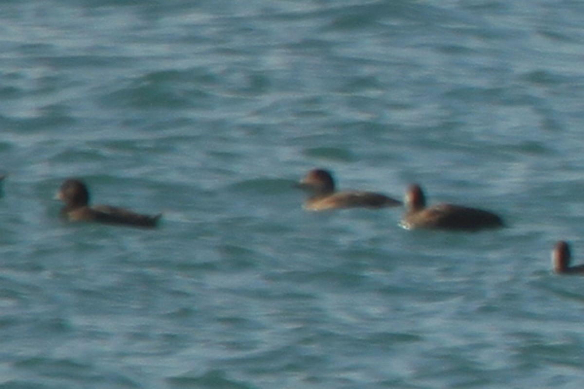 Common/Black Scoter - João Tiago Tavares